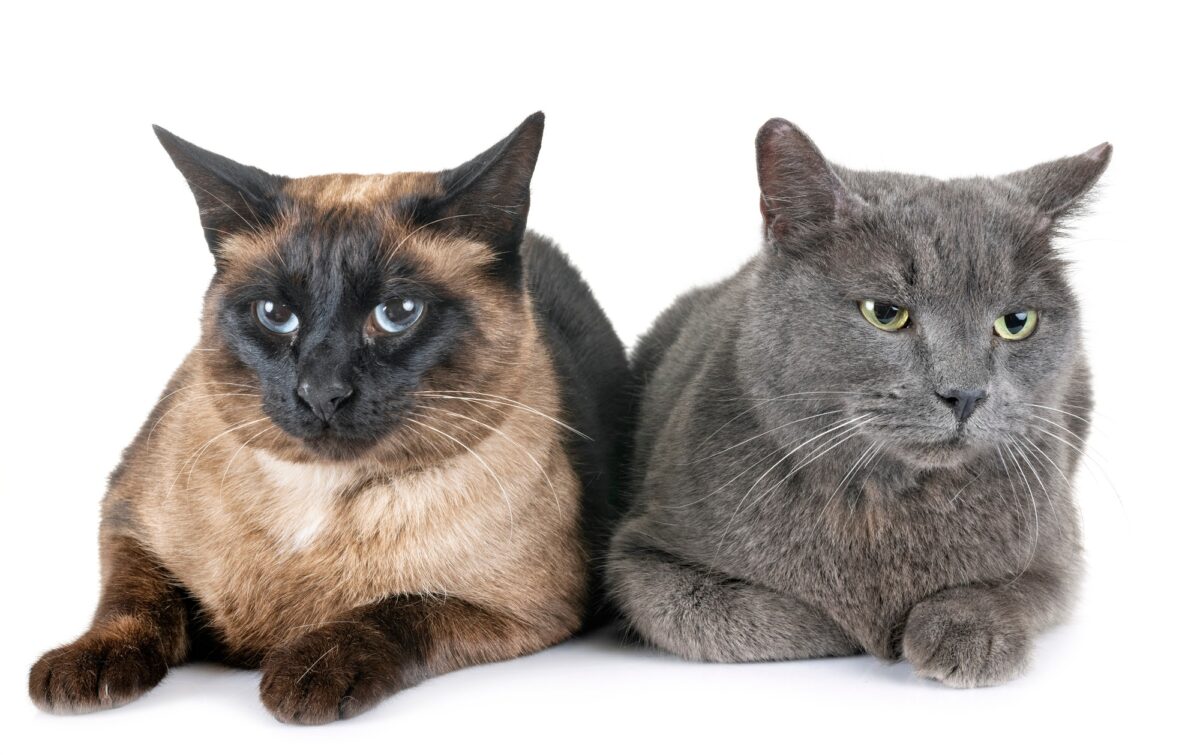 Chat chartreux et chat siamois