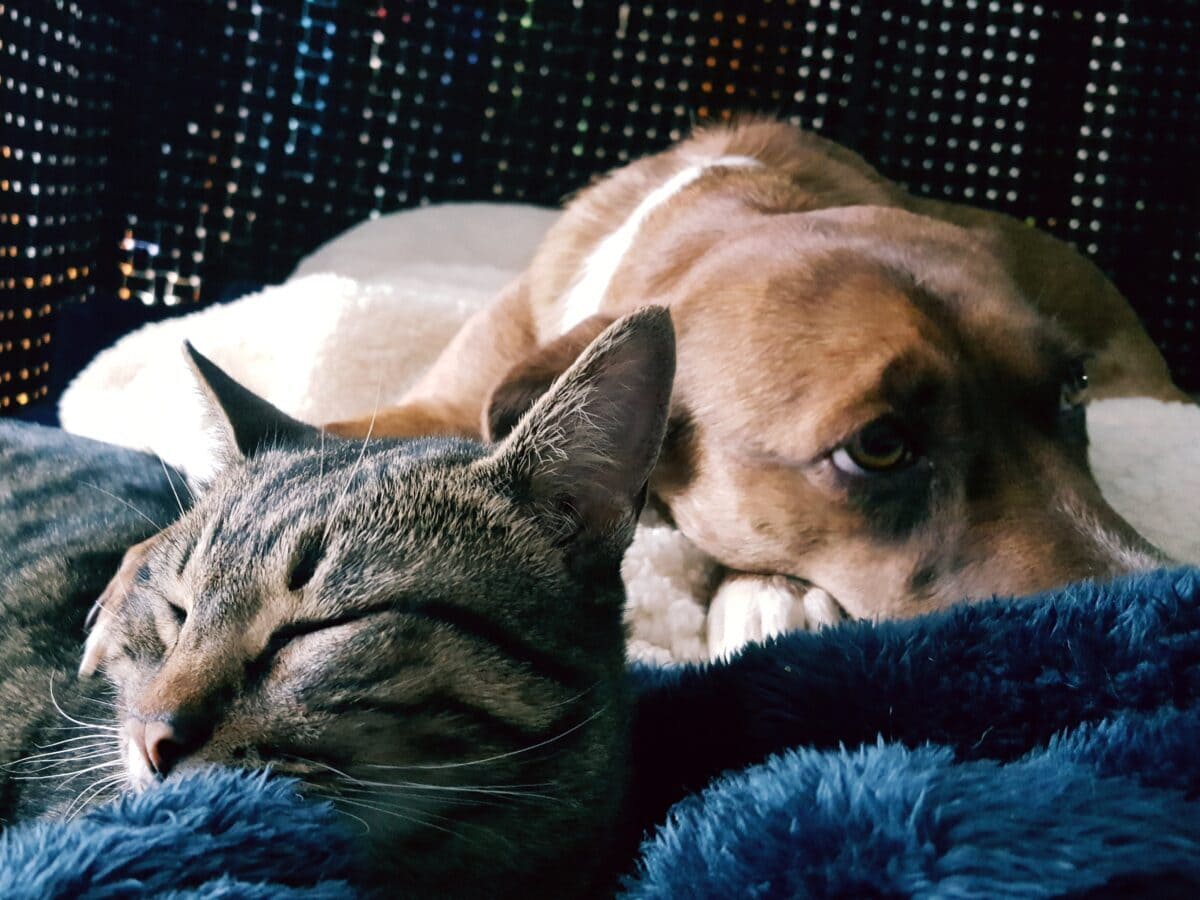 Chat et chiens qui dorment ensemble
