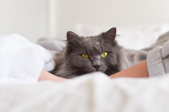 Chat couché dans le lit avec son propriétaire