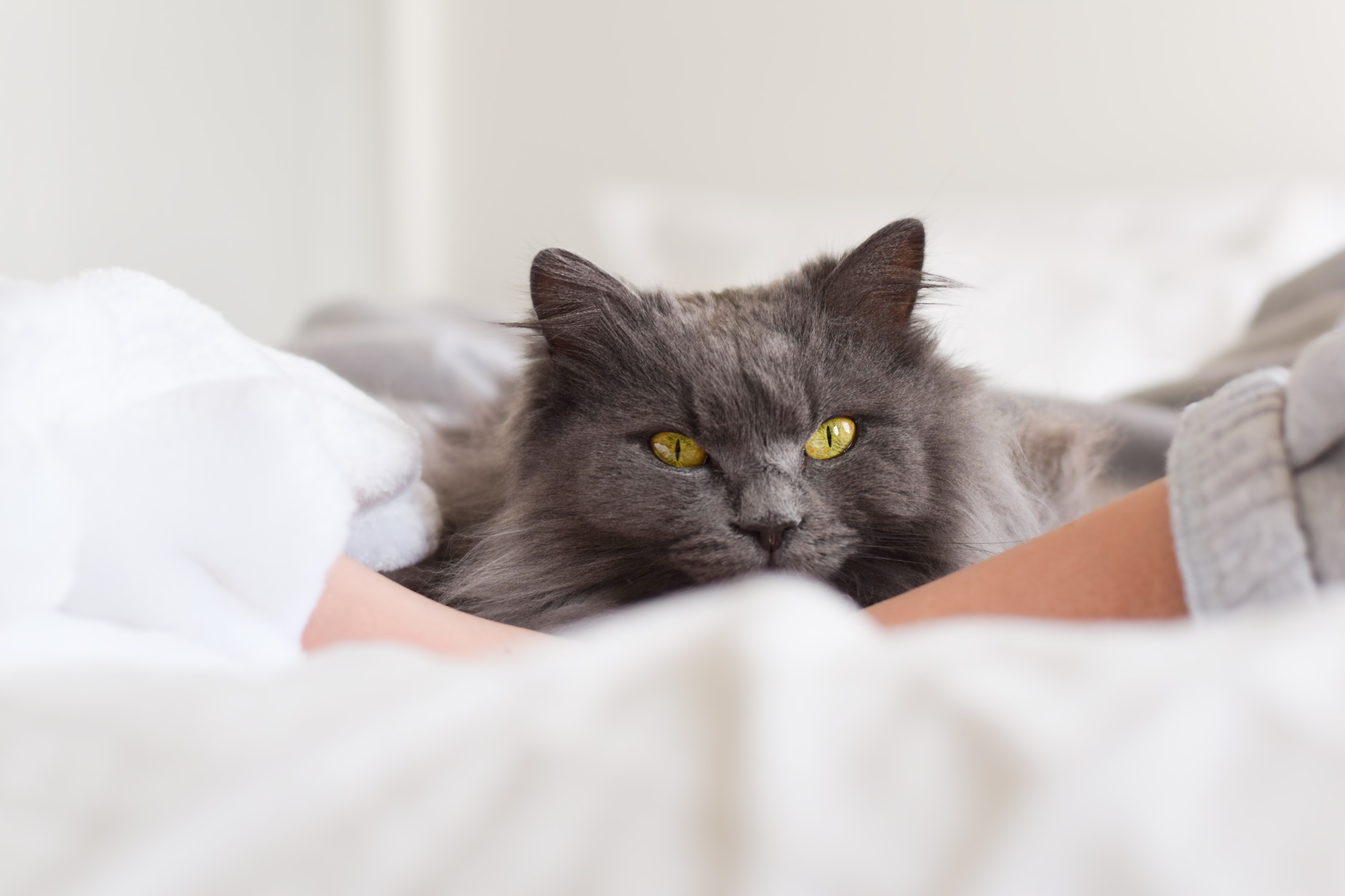 Chat couché dans le lit avec son propriétaire