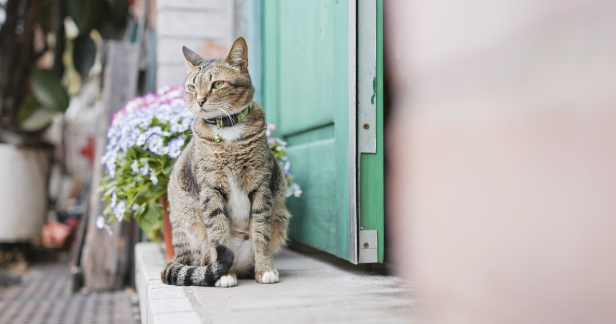 Chat à l'extérieur