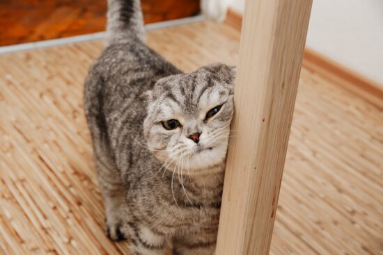 Chat de type Scottish Fold regardant au coin d'une rue