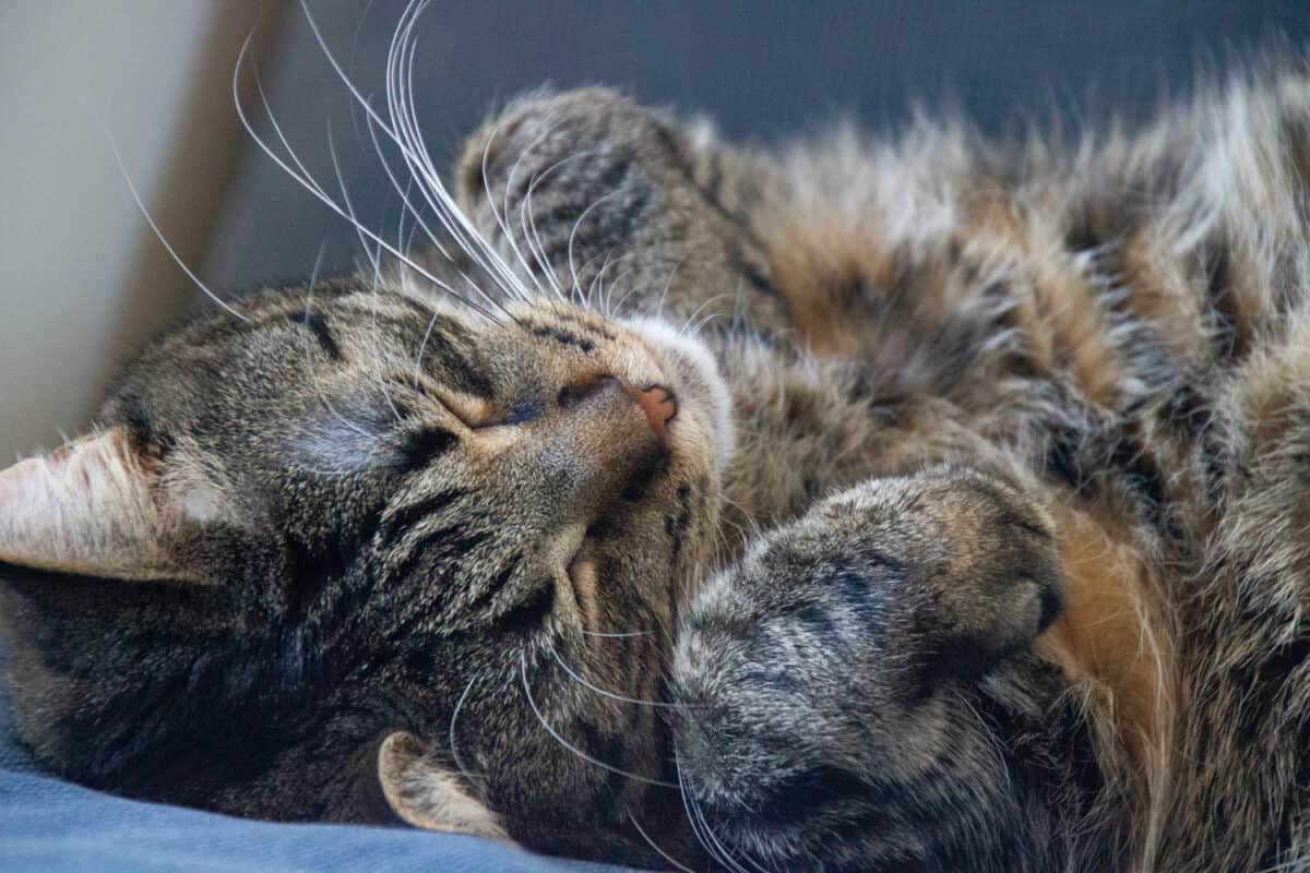 Chat qui dort