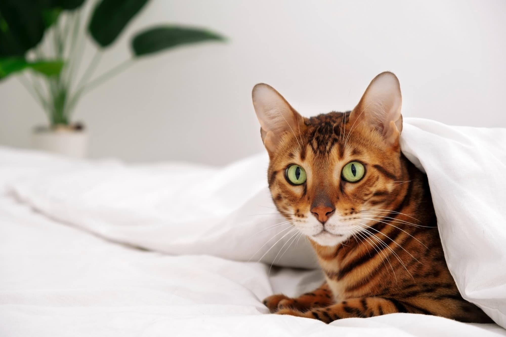 Chat du Bengale