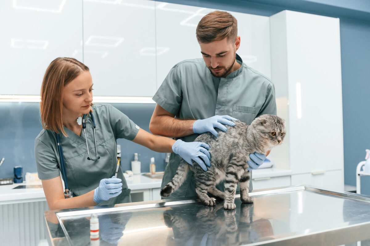 Chat écossais dans une clinique vétérinaire