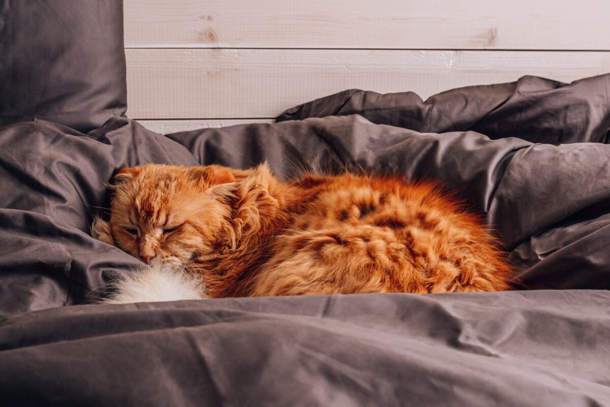 Chat roux