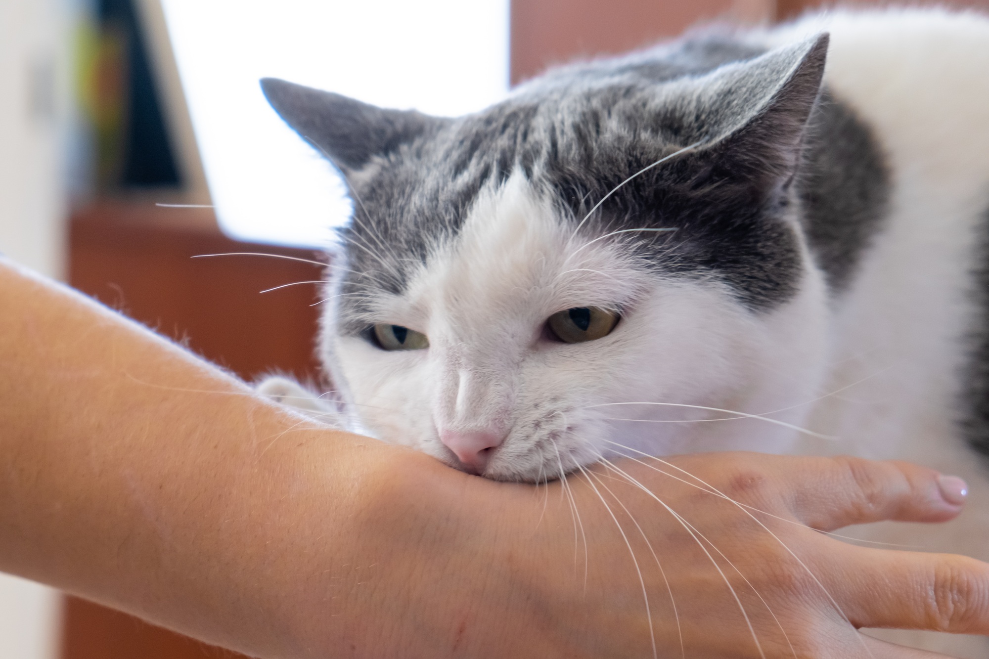 chat gris blanc agressif attaquant mordant main humaine jouant avec animal de compagnie