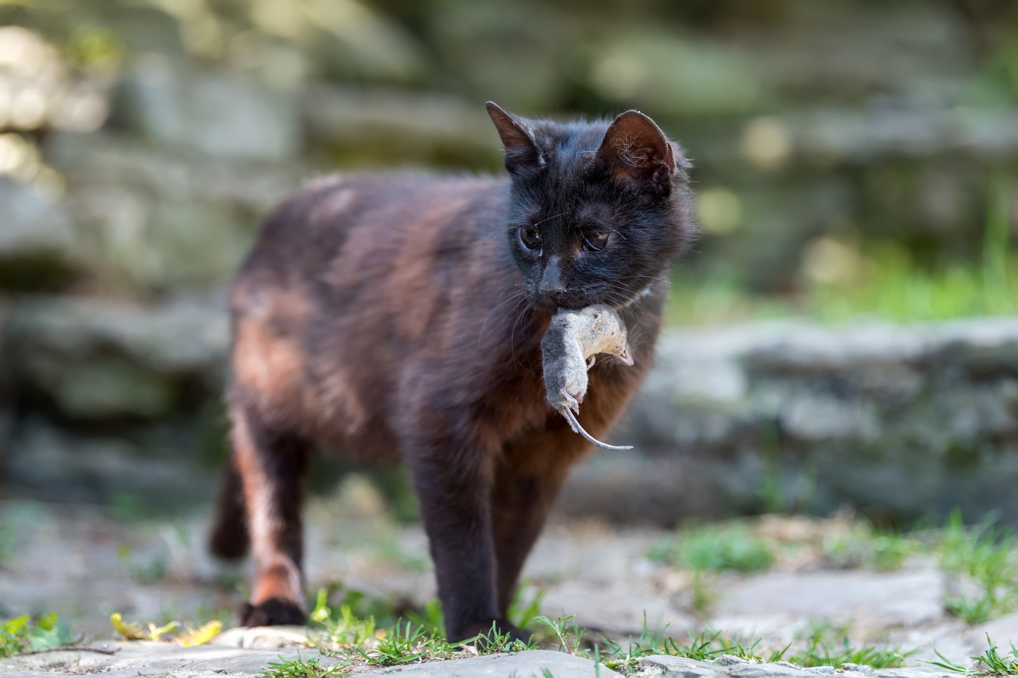 Chat jouant avec une taupe morte
