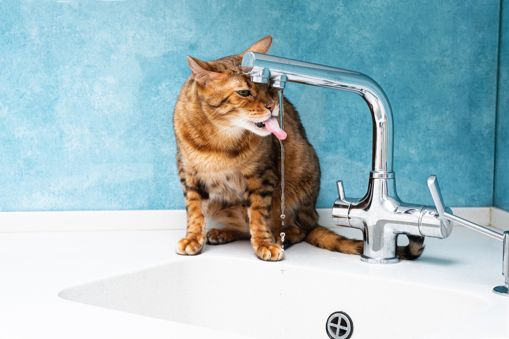 Chat mignon du Bengale buvant de l'eau avec sa langue au robinet de la cuisine.