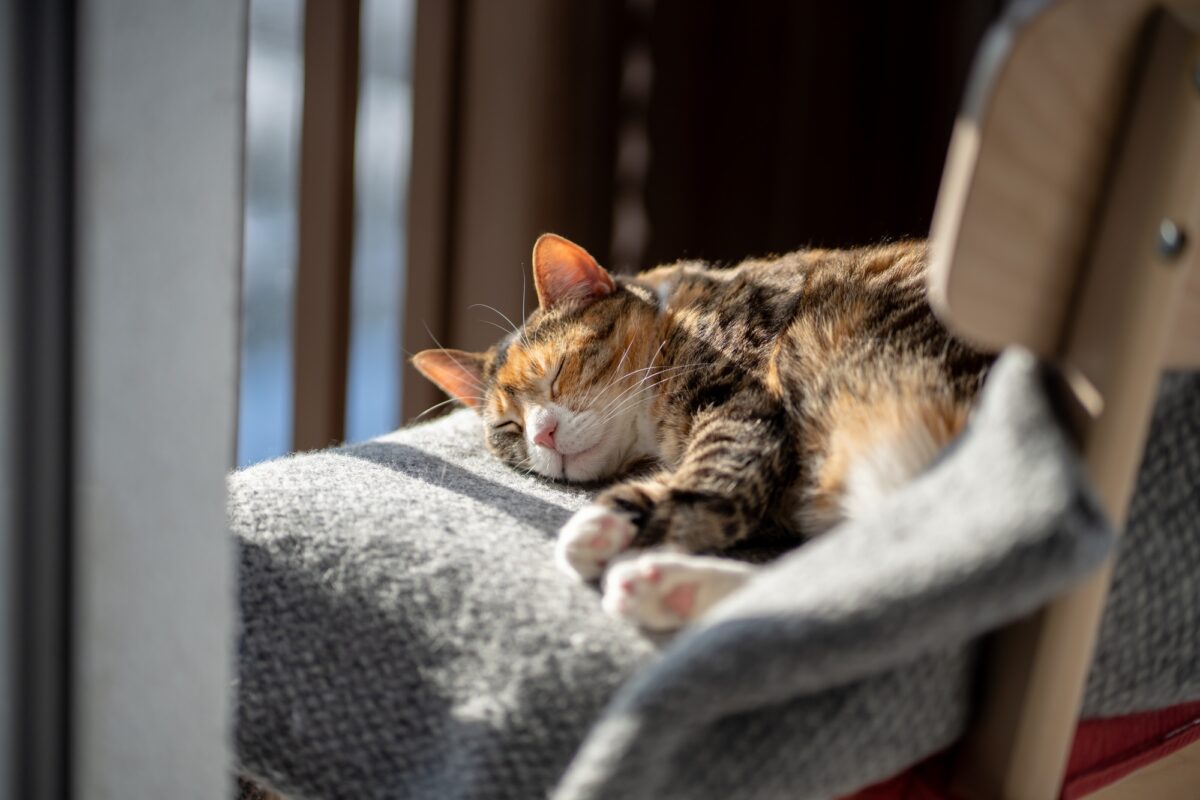 Chat au soleil près d'une fenêtre sur un balcon