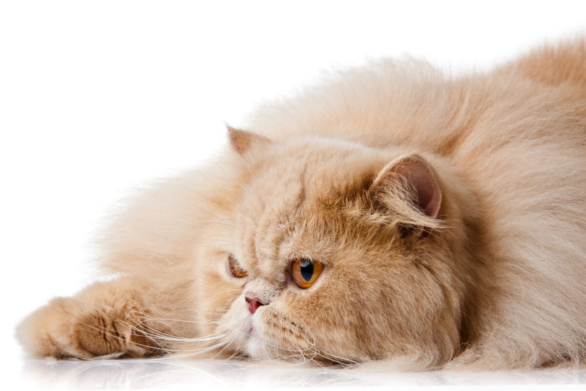 Chat Persan
