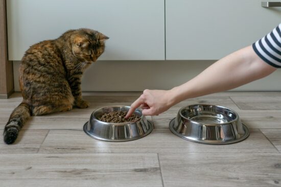Chat près des bols de nourriture sèche pour chats.