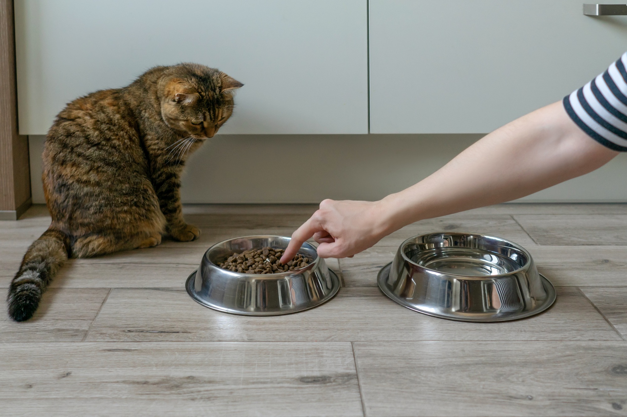 Chat près des bols de nourriture sèche pour chats.