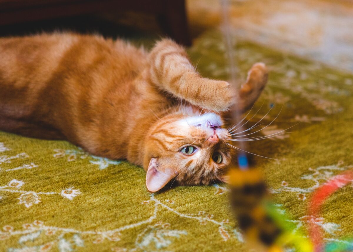 Chat qui joue