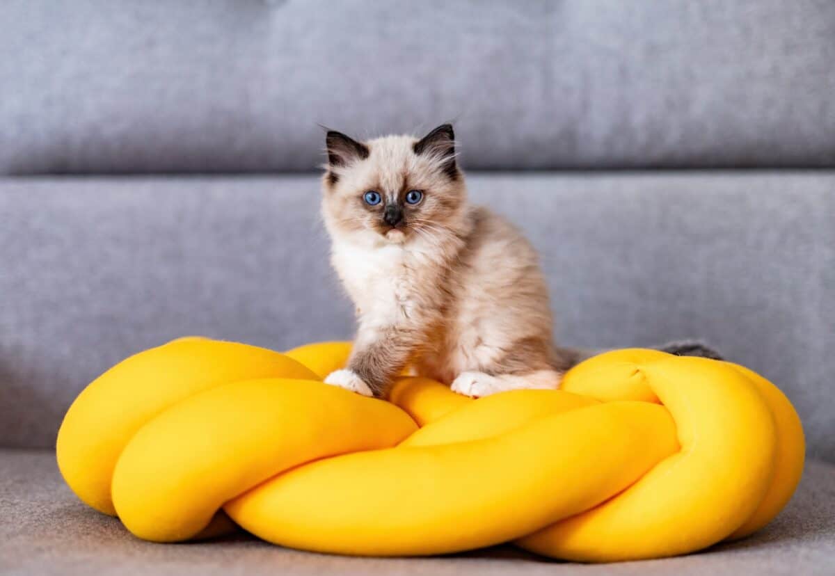 Chat Ragdoll petit chaton à la maison