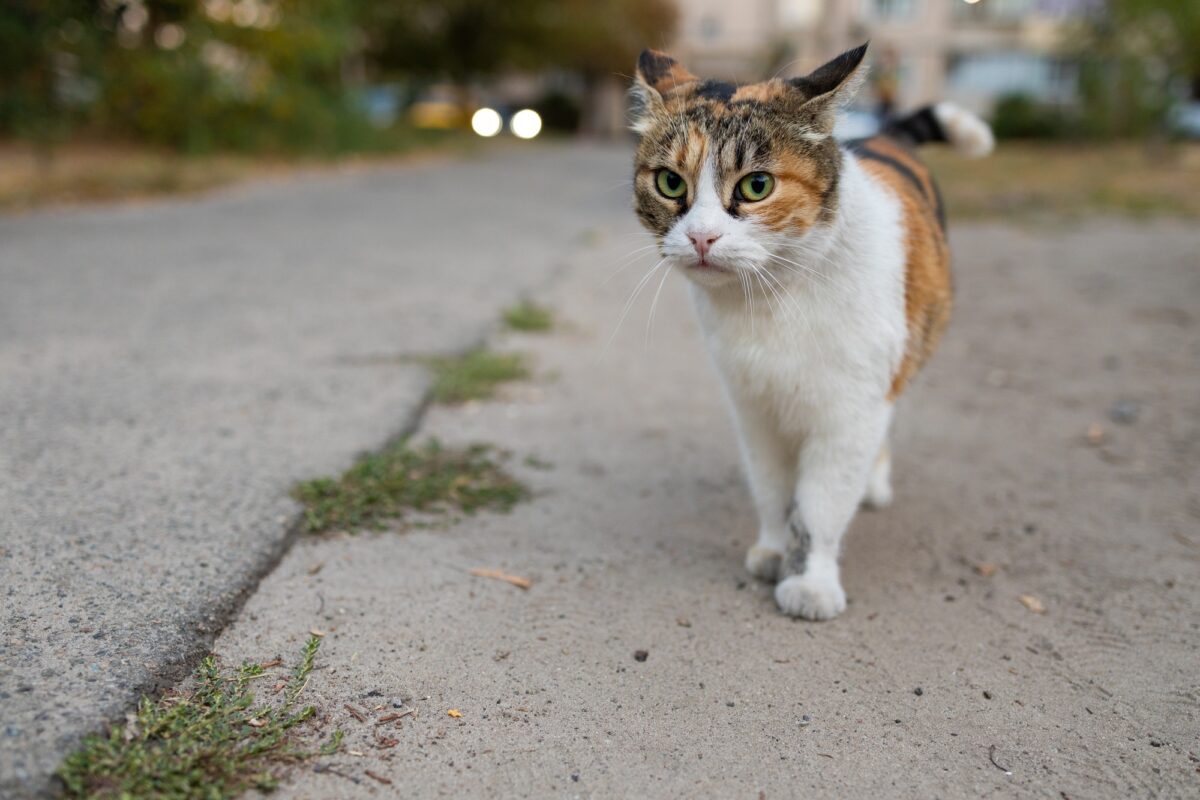 Chat sans abri dans la rue