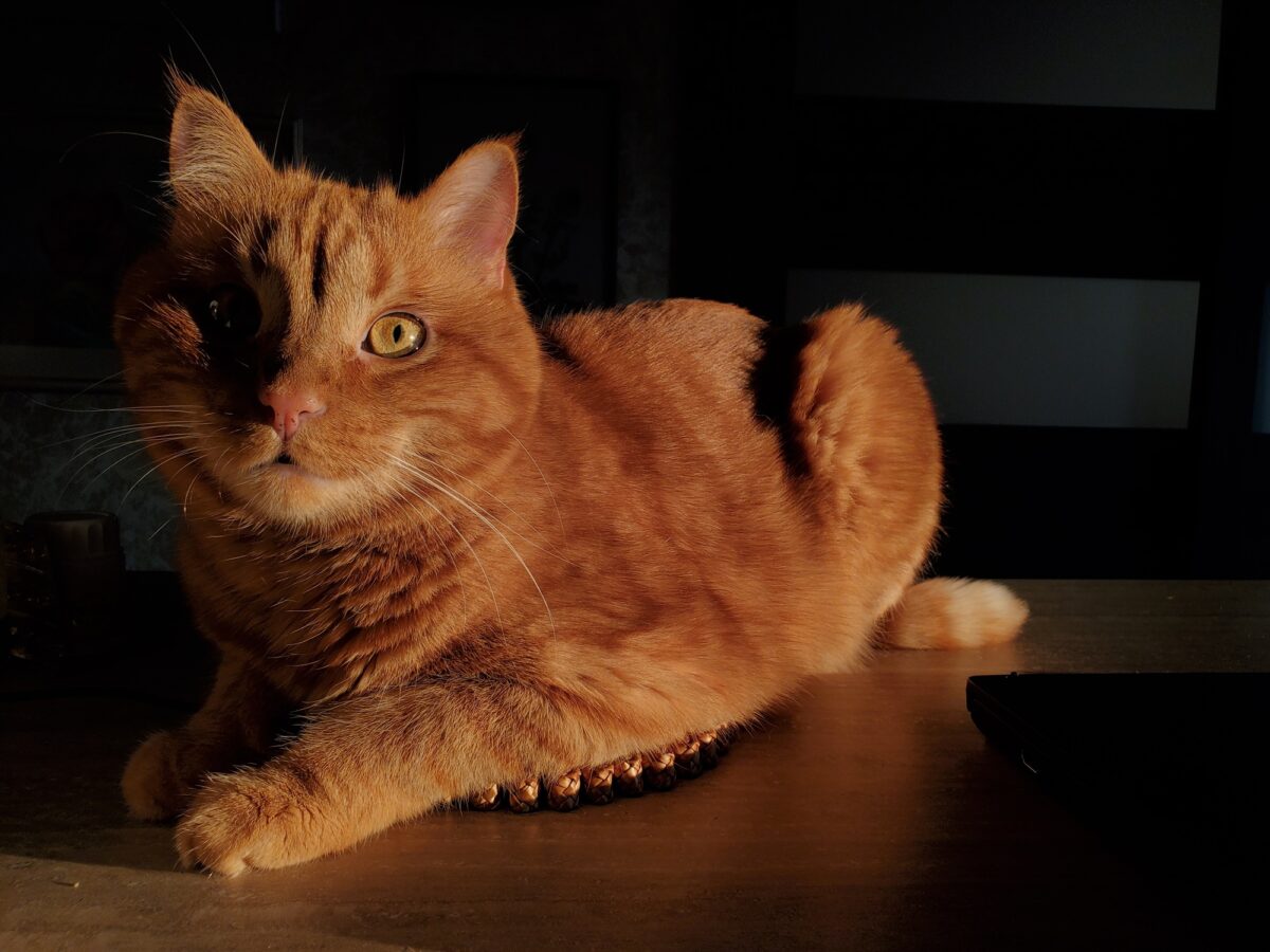 Red cat