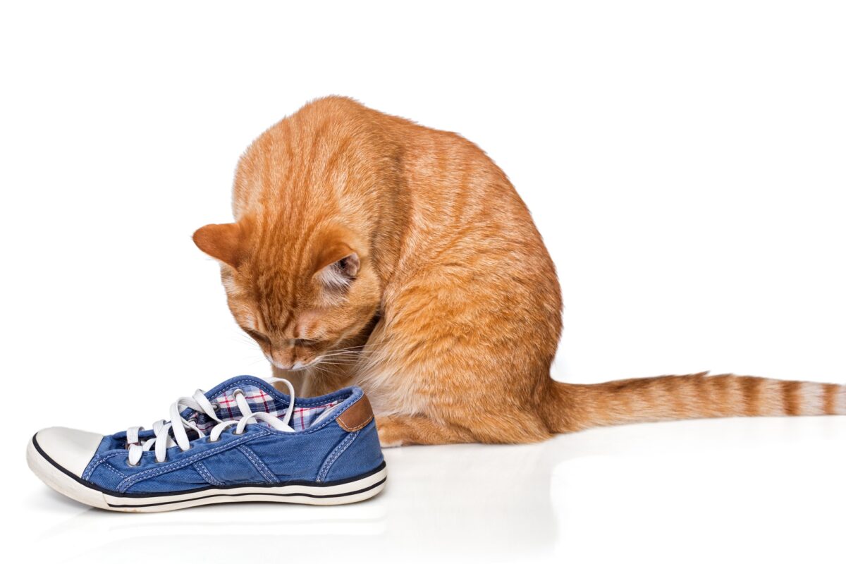 Chat roux reniflant des chaussures