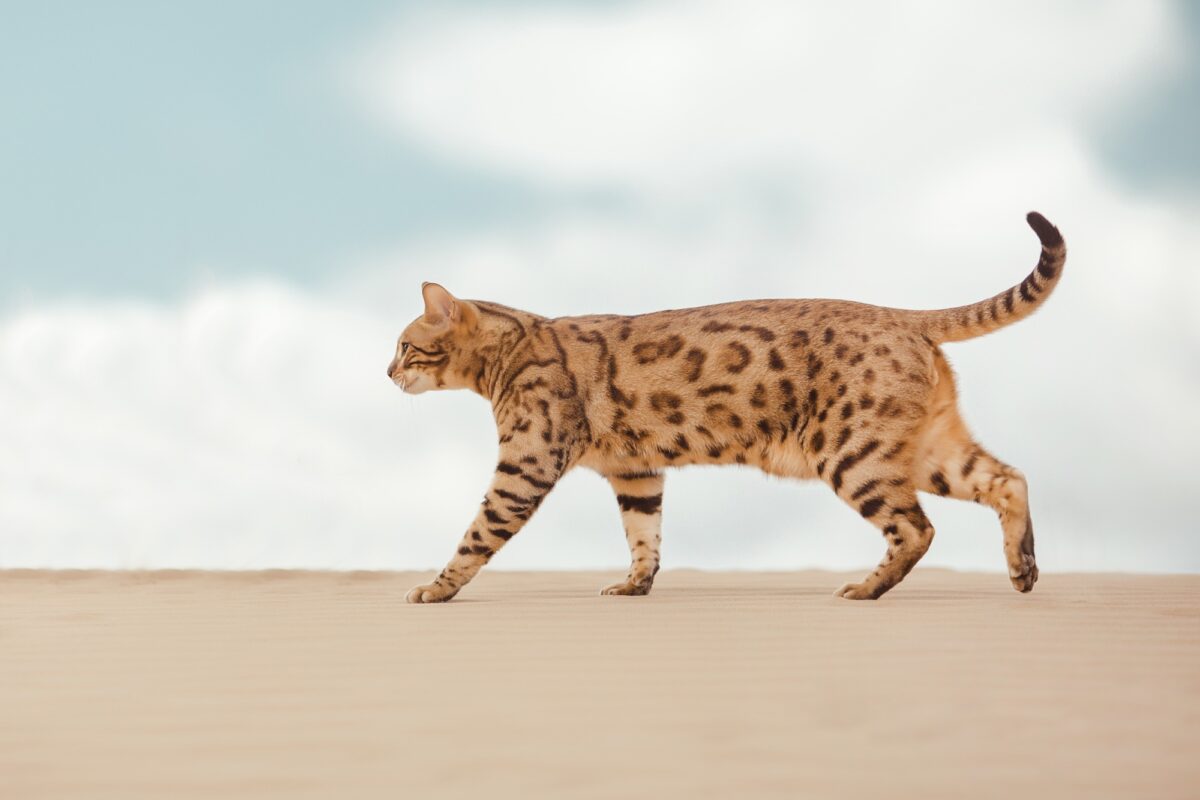Chat Savannah dans le désert