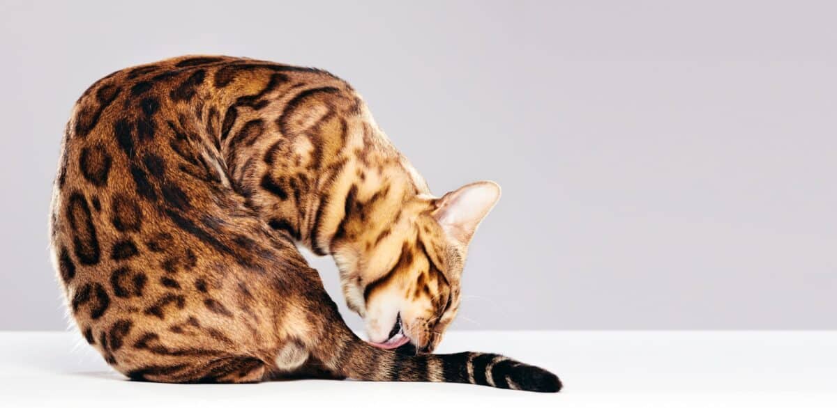 Chat se toilettant lui-même. Chat du Bengale