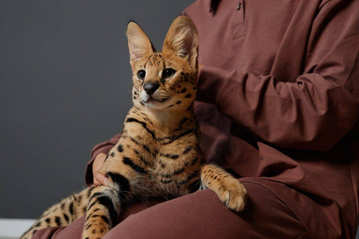 Chat Serval gracieux assis sur les genoux d'une fille