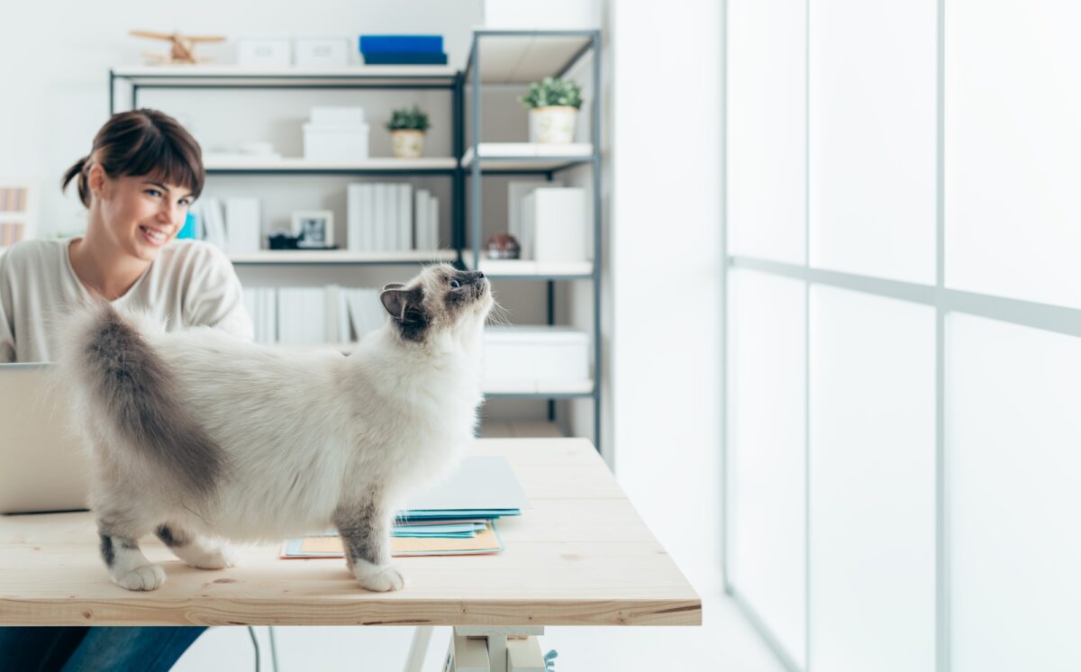 Chat sur un bureau
