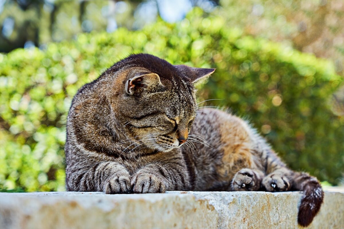 Chat à l'extérieur