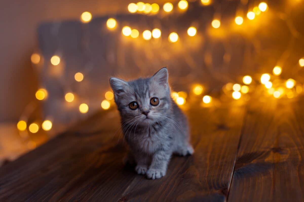 Chaton