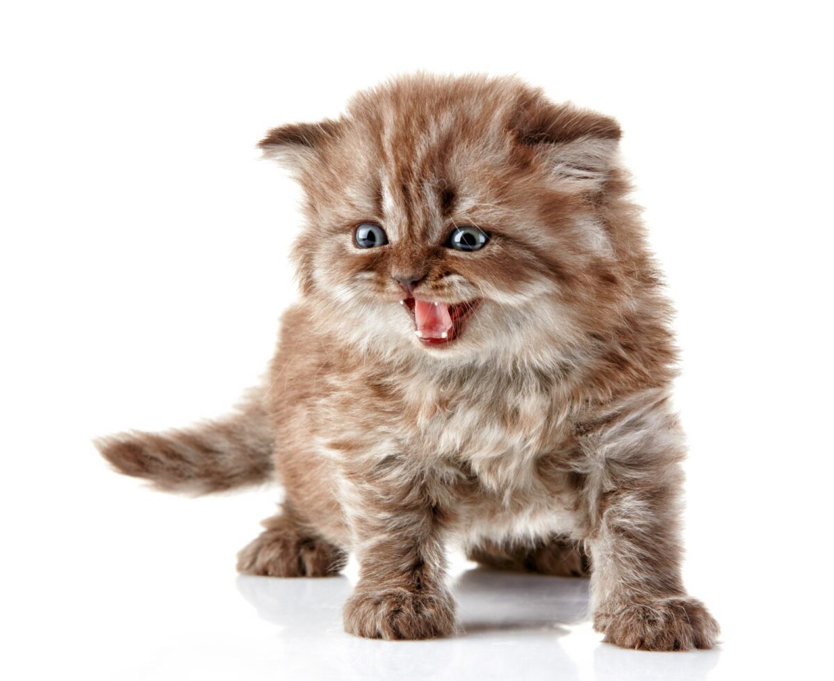 British long hair kitten