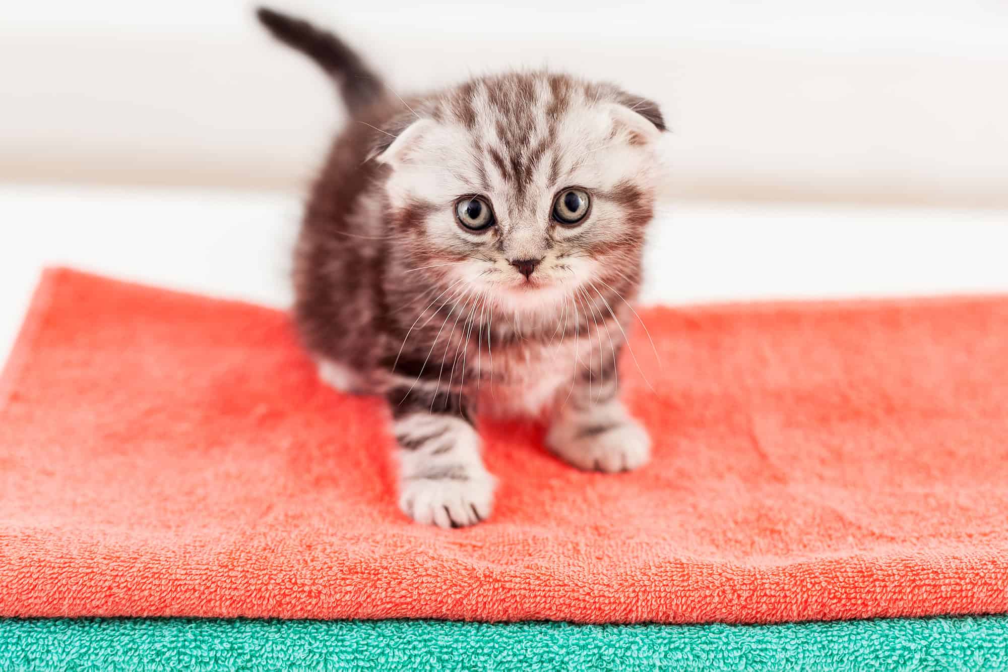 Chaton curieux.
