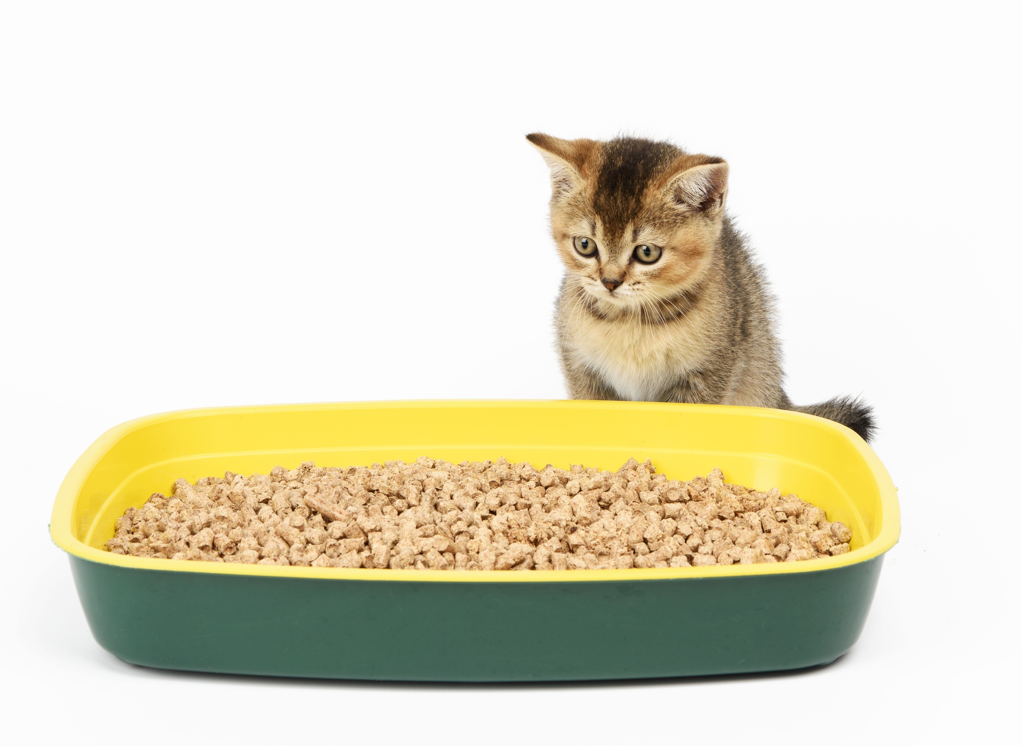 Chaton golden ticked scottish chinchilla straight assis à côté d'une toilette en plastique avec de la sciure de bois