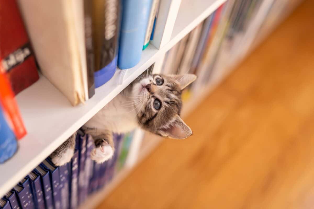Kitten playing in book shelf