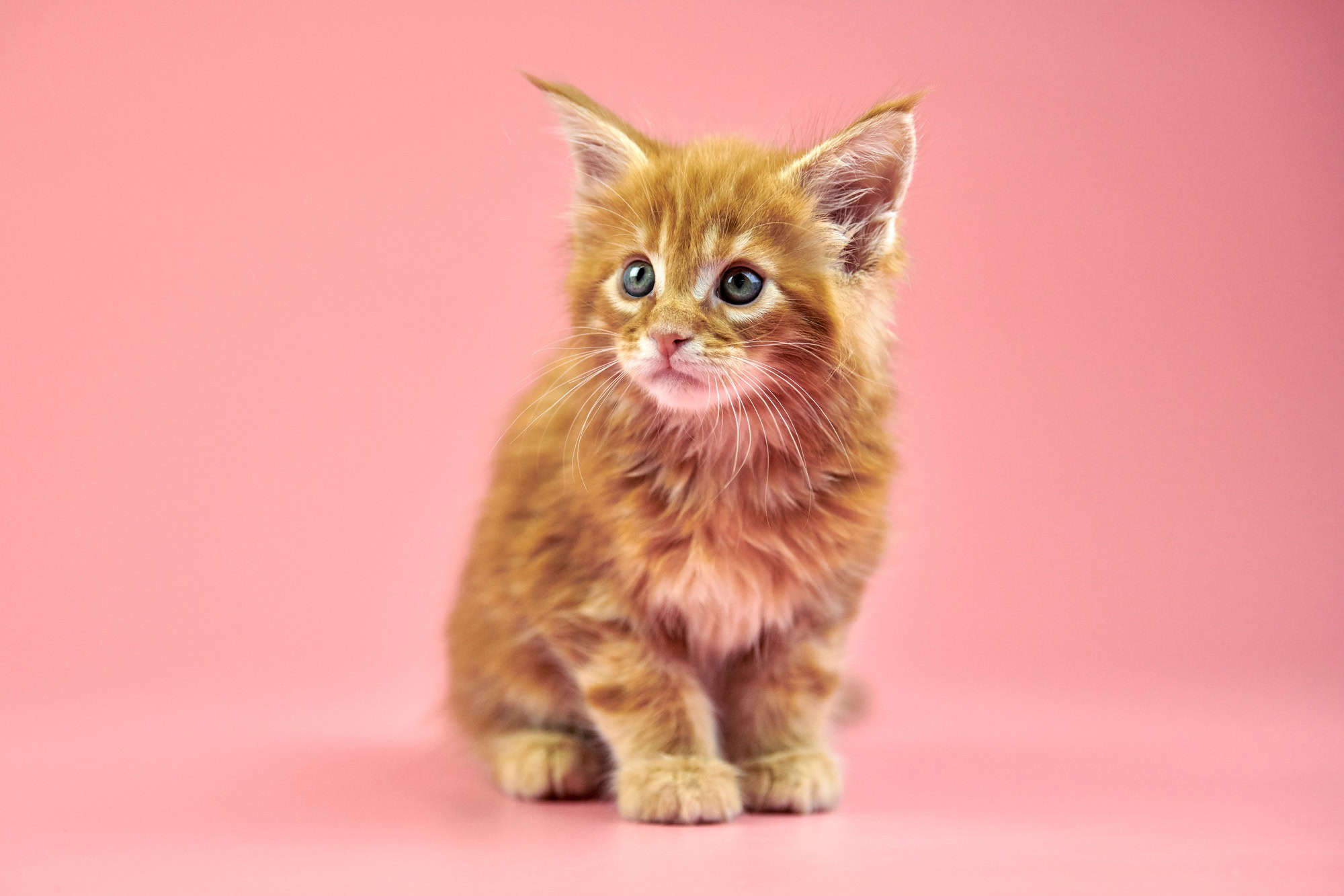 Chaton Maine coon