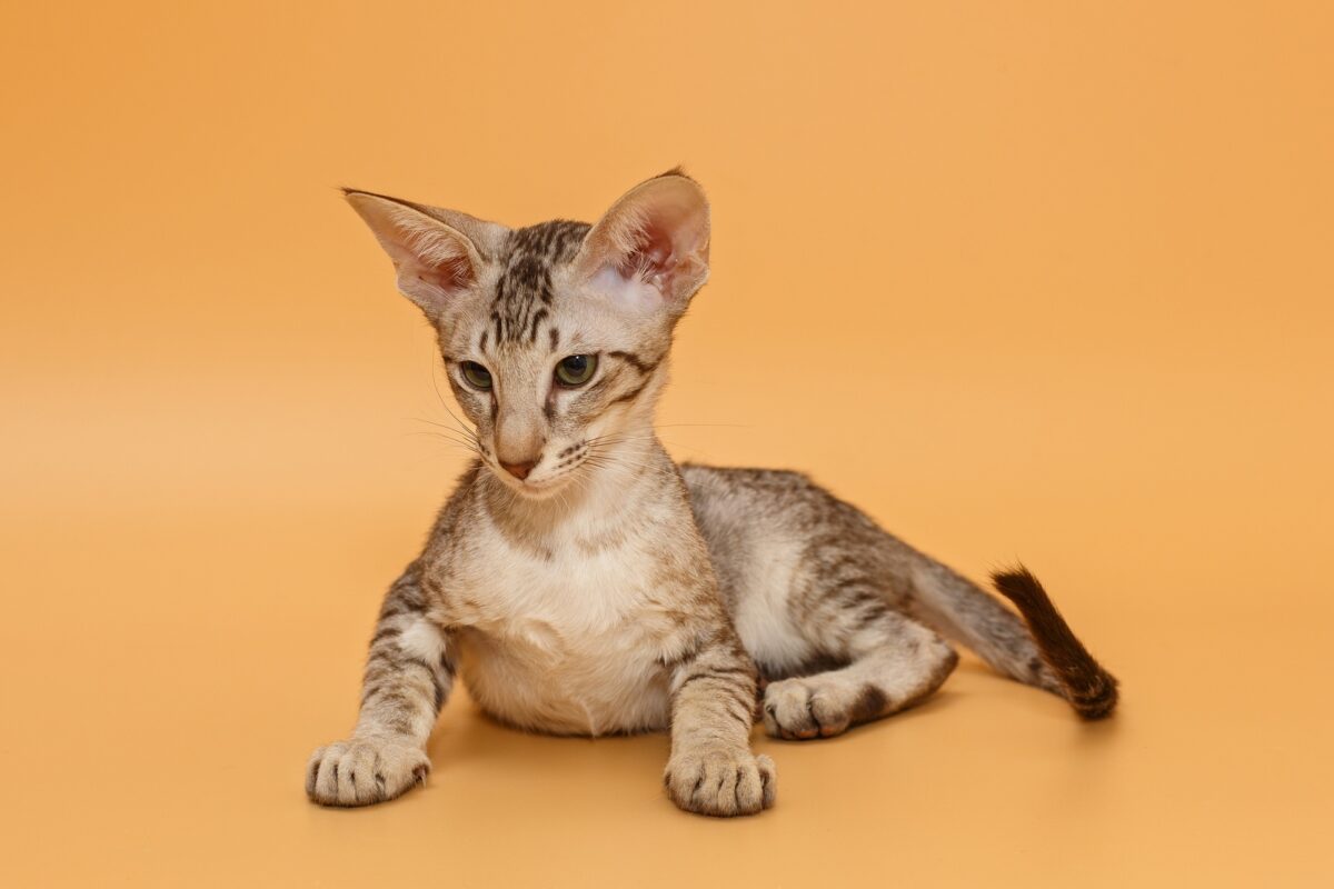 Chaton Oriental Shorthair