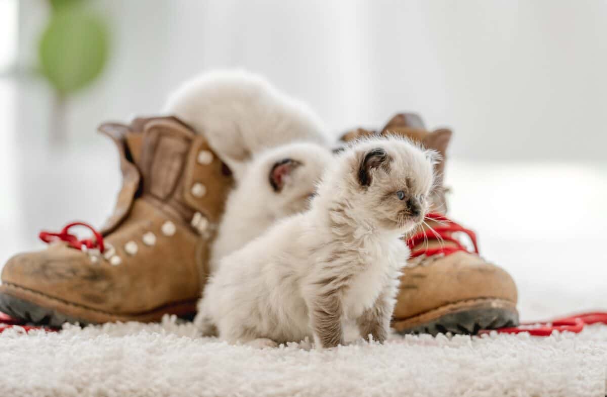 Ragdoll kitten in light room