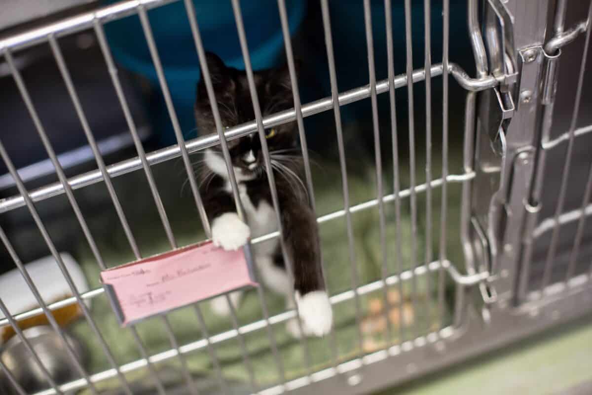 Sad kitten