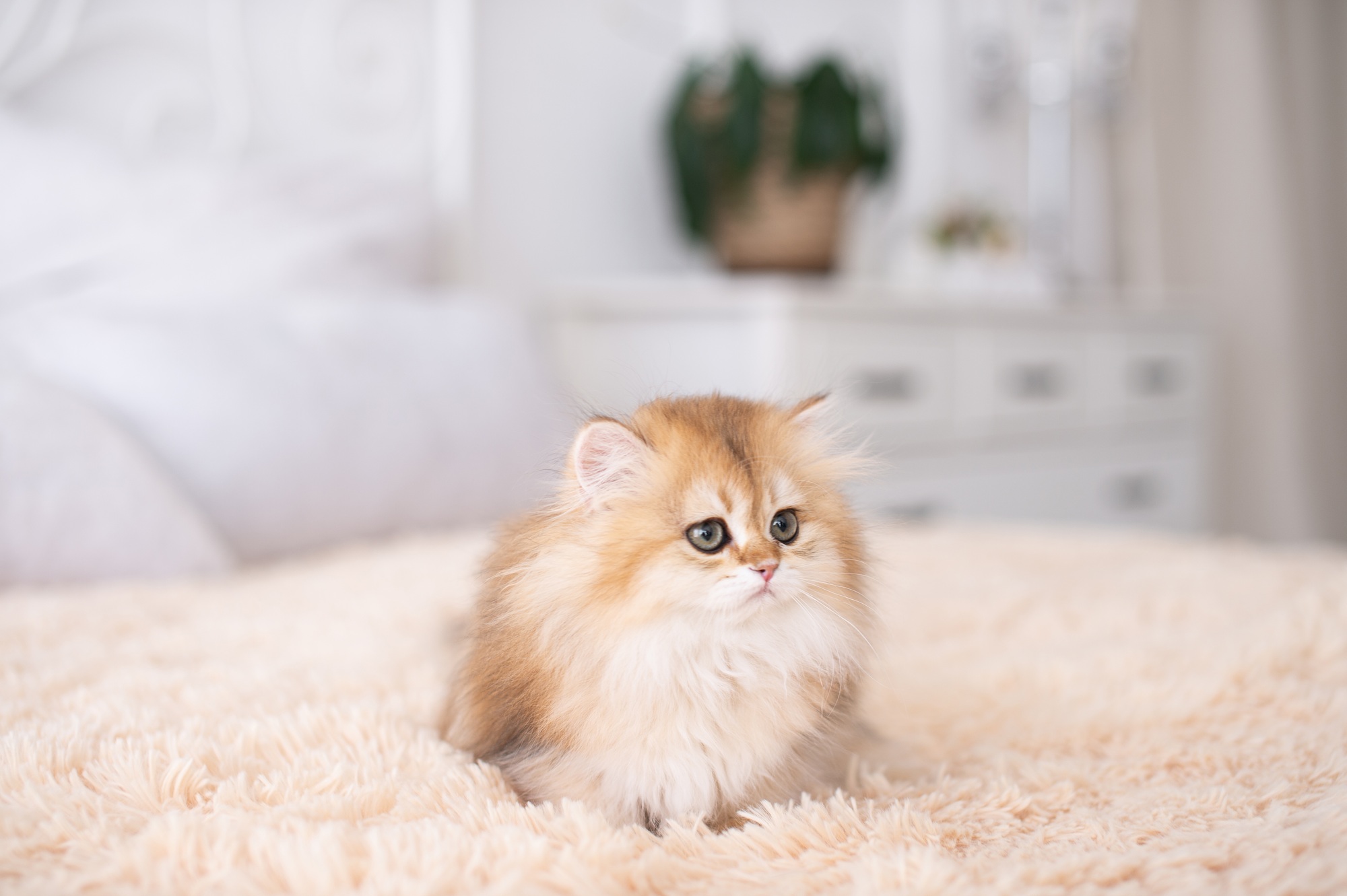 chatons britanniques à poil long
