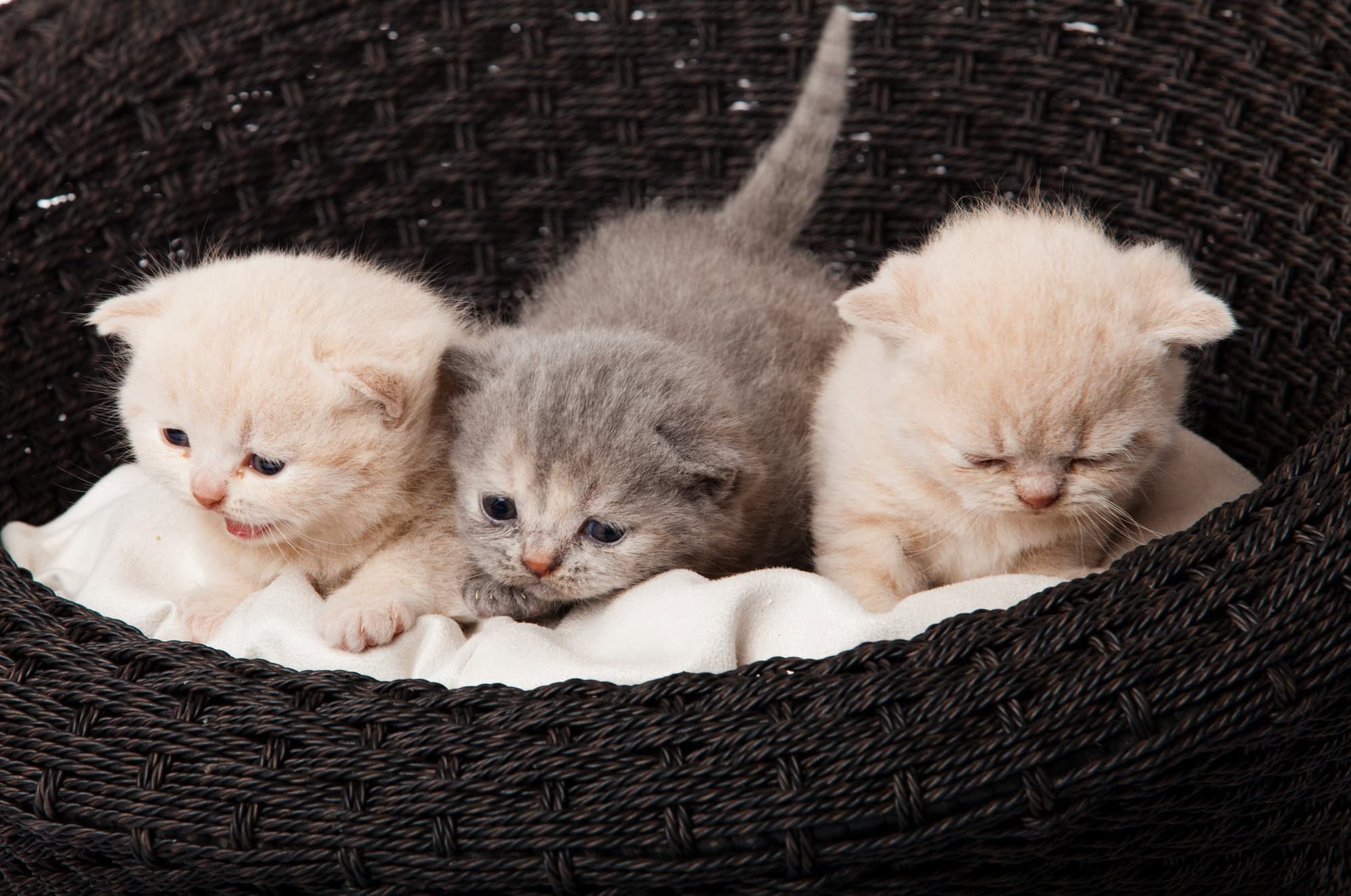 chatons dans le panier