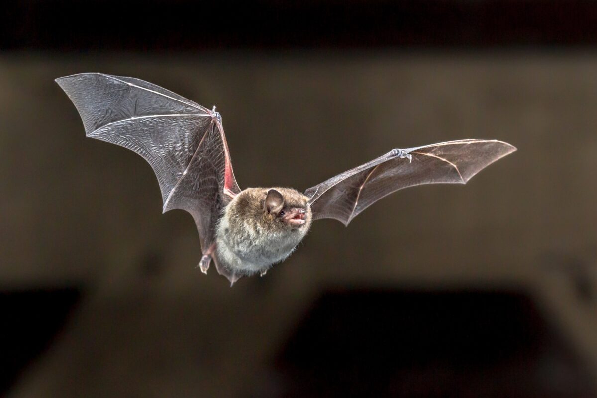 Chauve-souris Daubentons volants