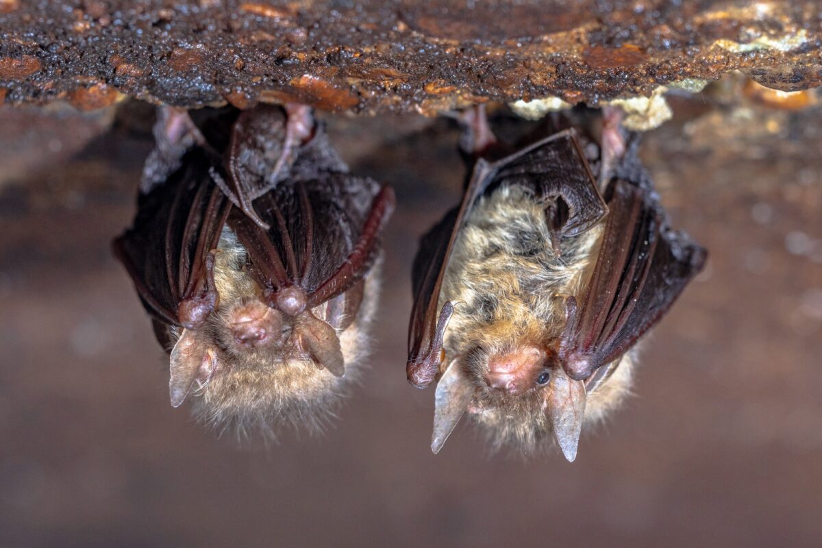 Chauves-souris à longues oreilles en hibernation dans une cave froide
