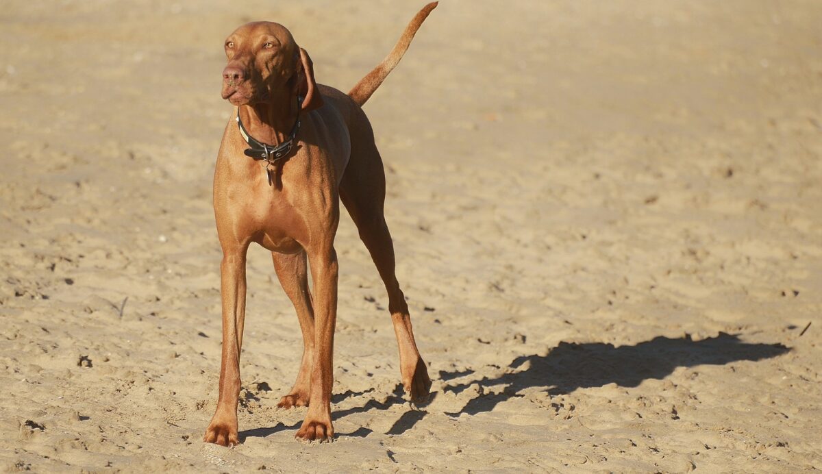 Chien à la plage