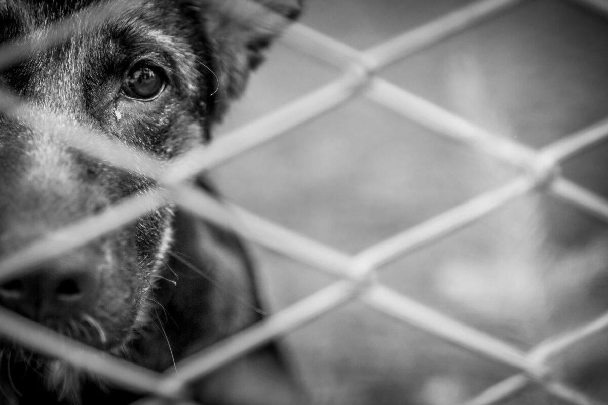 Chien abandonné