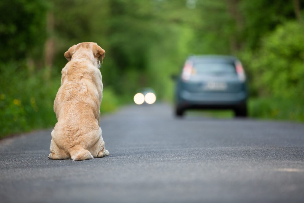 Chien abandonné sur la route