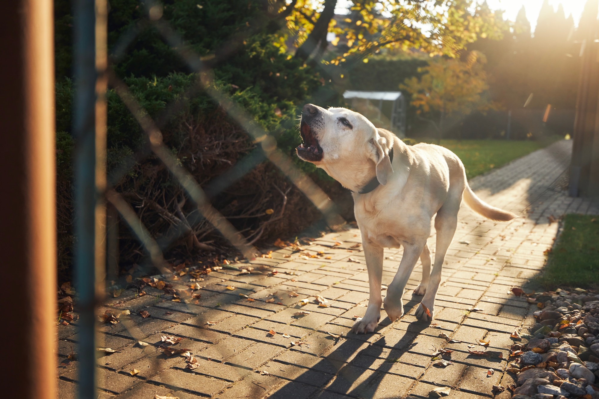 Chien aboyant derrière la clôture de la maison