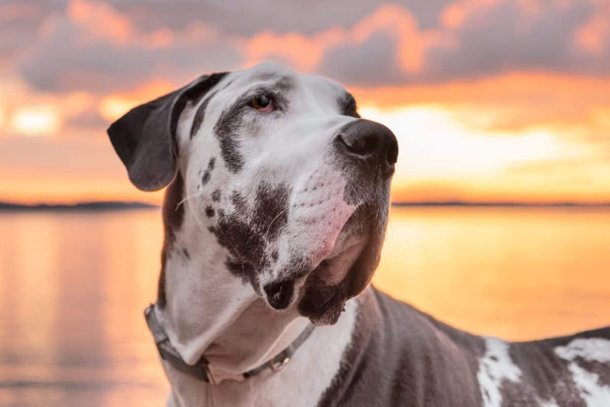 Dogue allemand