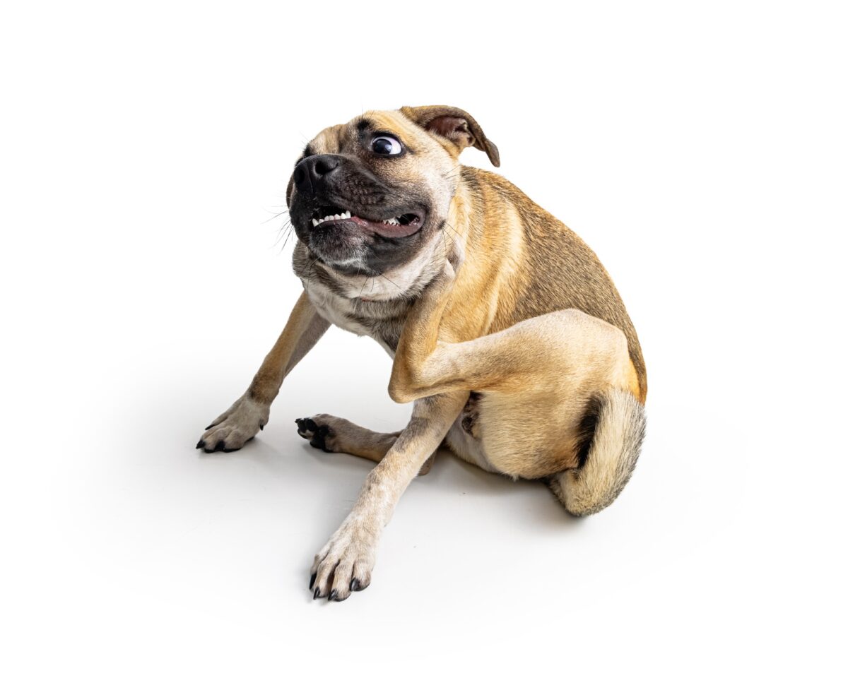Chien avec allergies cutanées qui se gratte