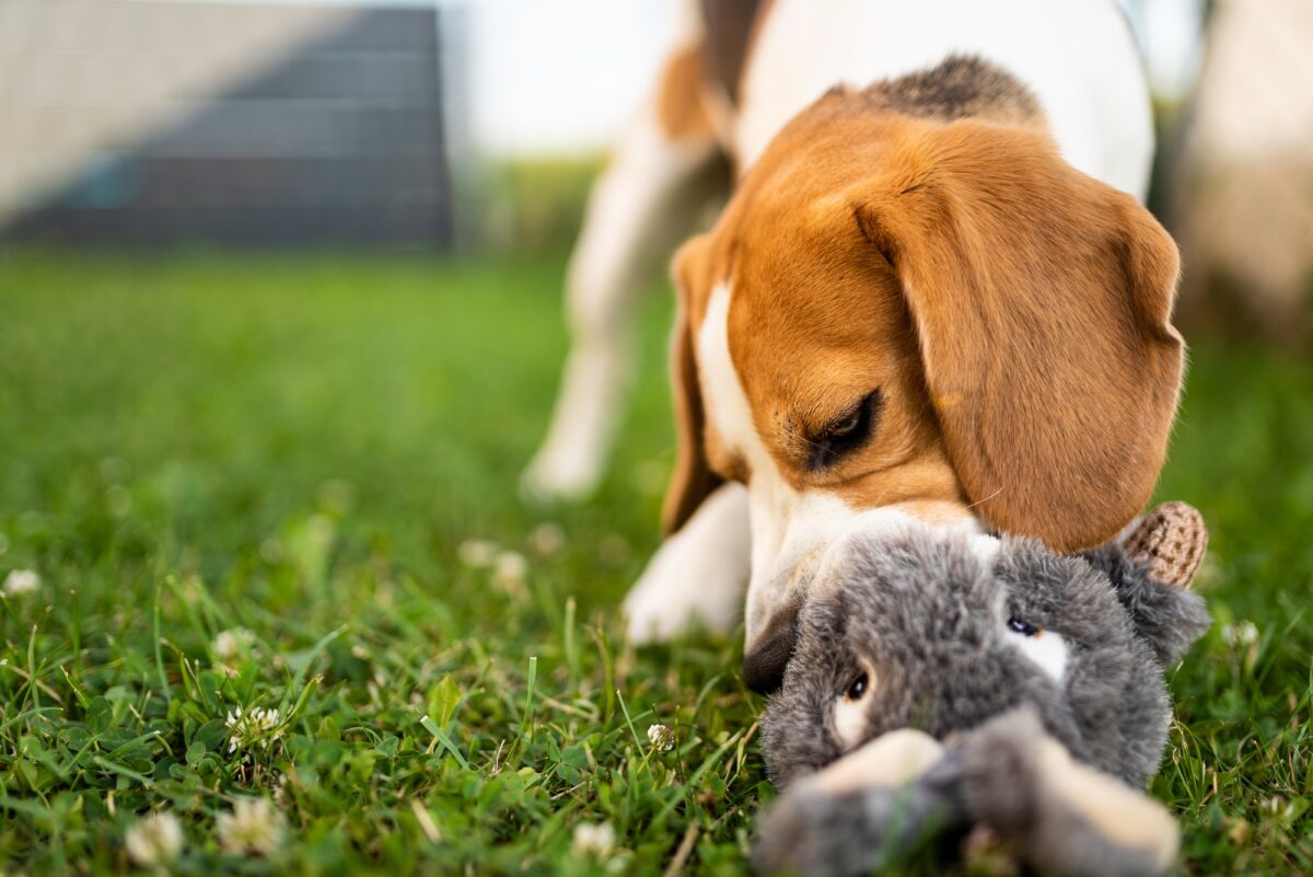 Chien avec lapin en peluche en été dans un jardin