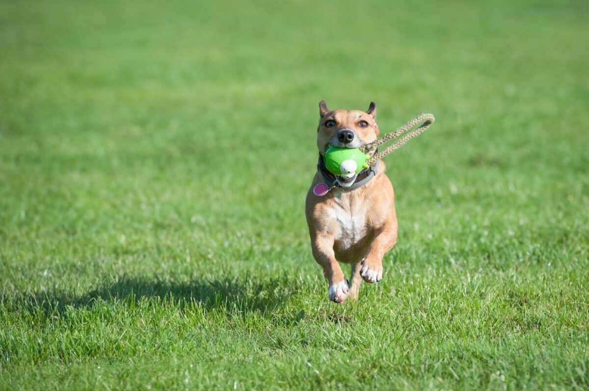 Chien et son jouet