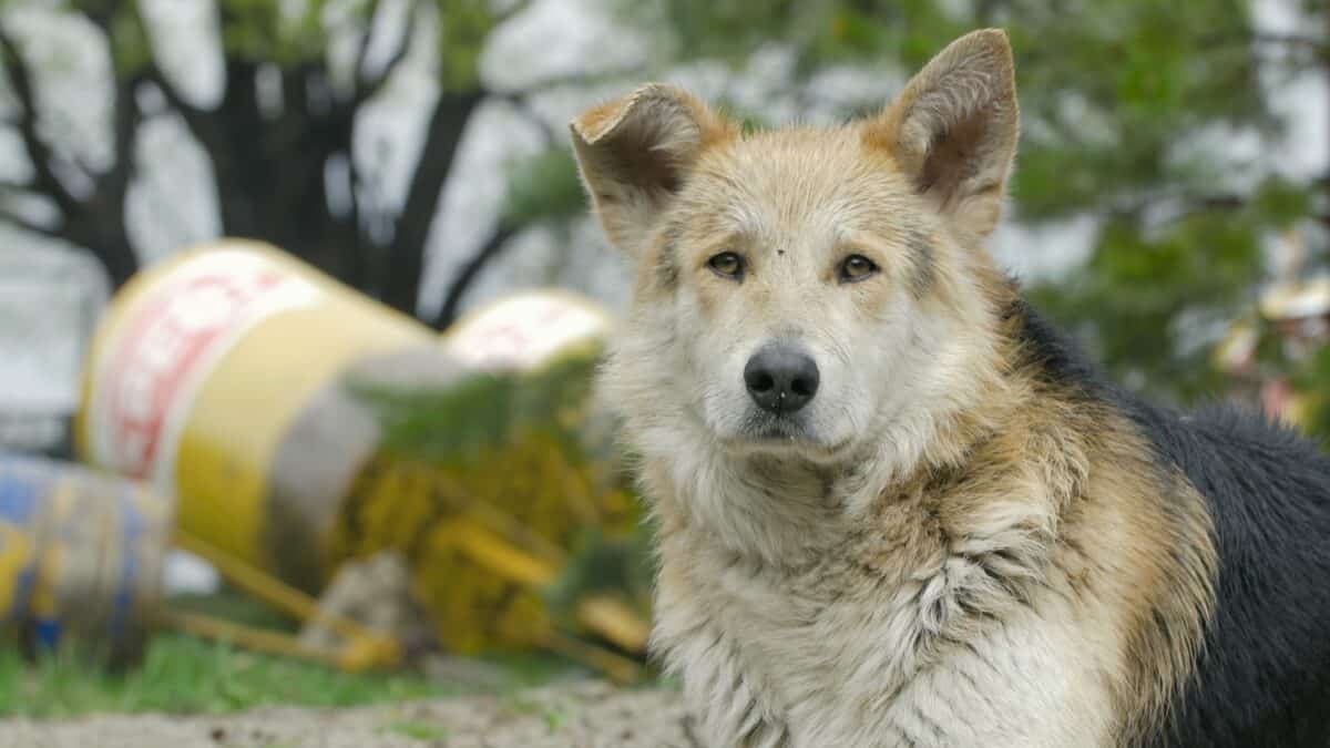Chien perdu