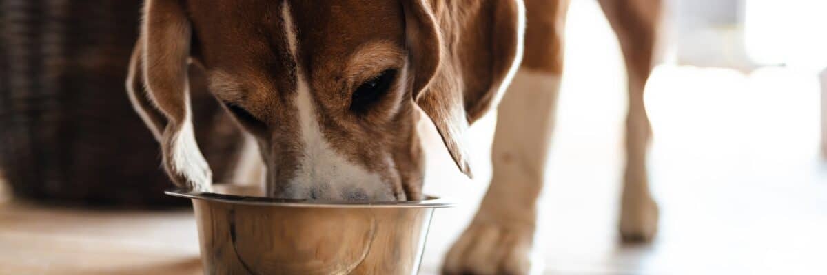 Chien beagle mangeant dans sa gamelle